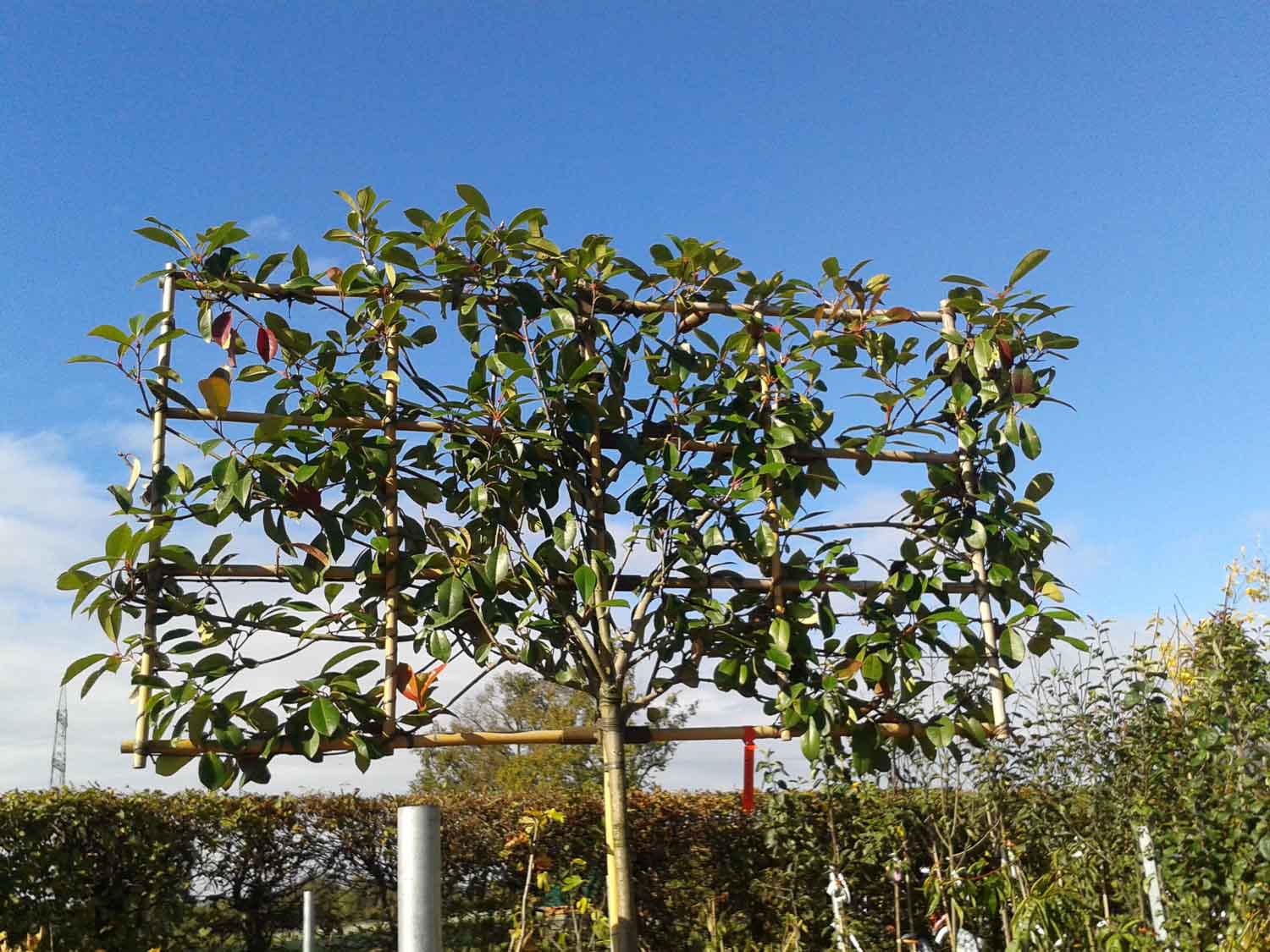 20141014 Prunus Novita Spalier