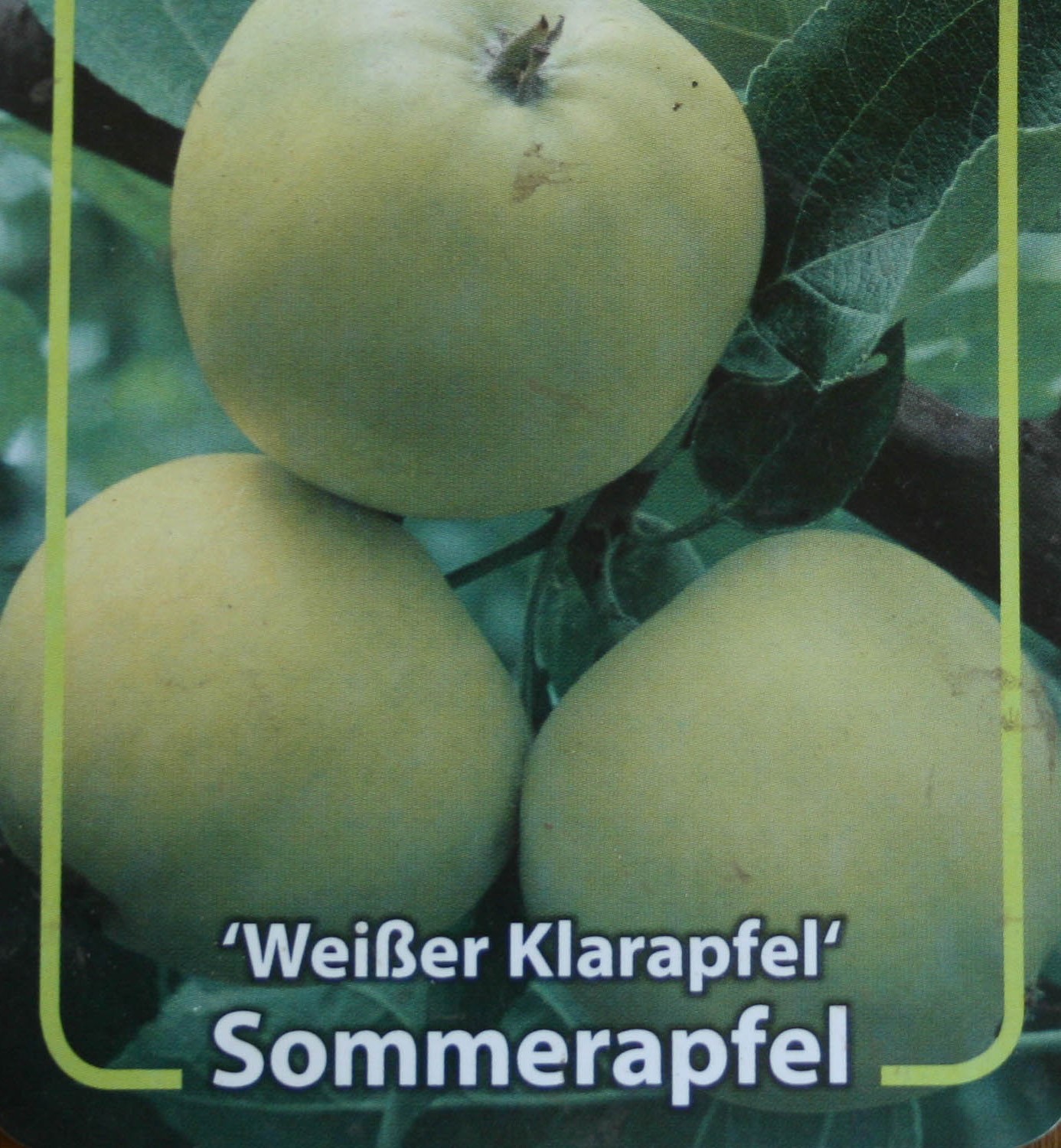 Weißer Klarapfel